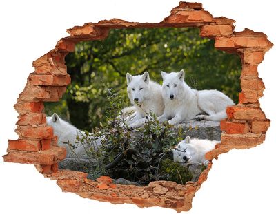 Sticker mural effet trou Loups arctiques dans leur habitat naturel