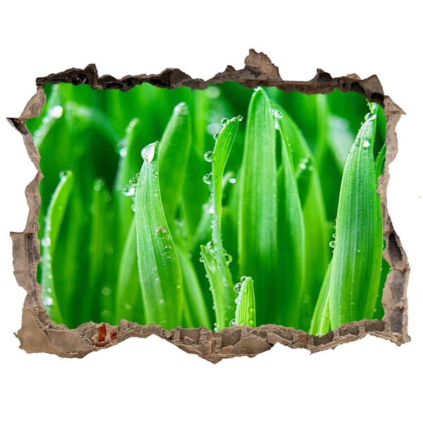 Sticker mural effet trou Prairie verte parsemée de gouttes d'eau