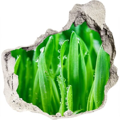 Sticker mural effet trou Prairie verte parsemée de gouttes d'eau