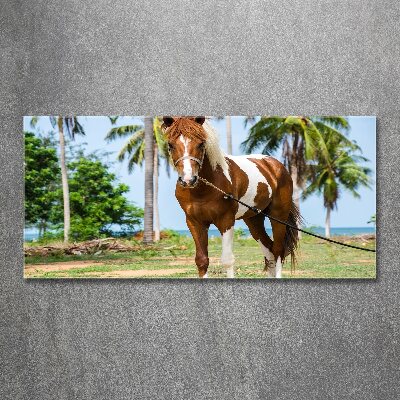 Tableau verre acrylique Cheval latin