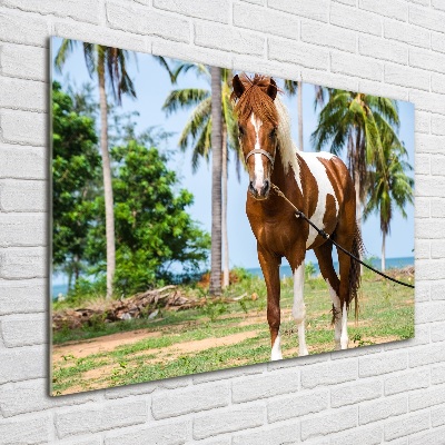 Tableau verre acrylique Cheval latin