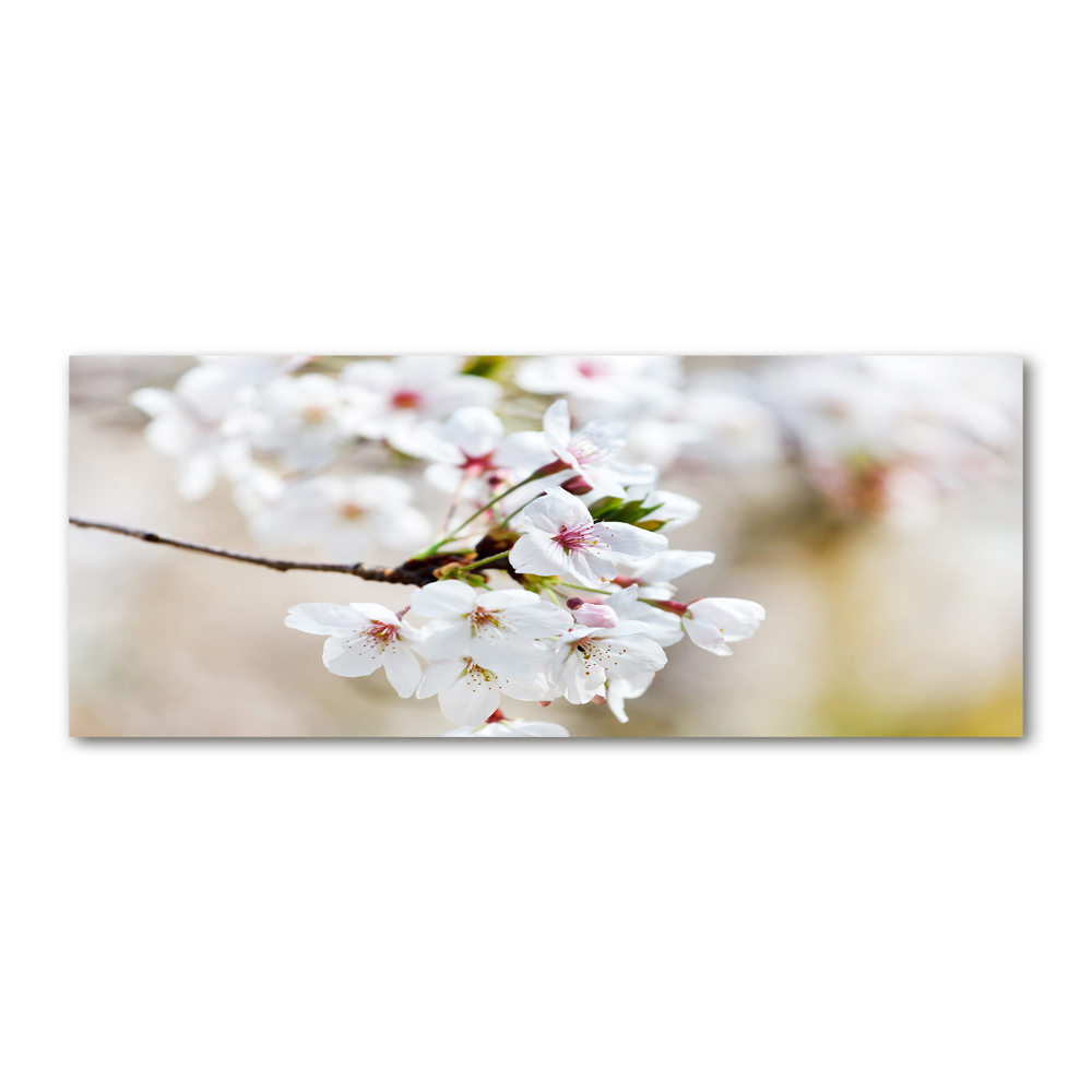 Tableau verre acrylique Fleurs de cerisier