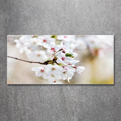 Tableau verre acrylique Fleurs de cerisier