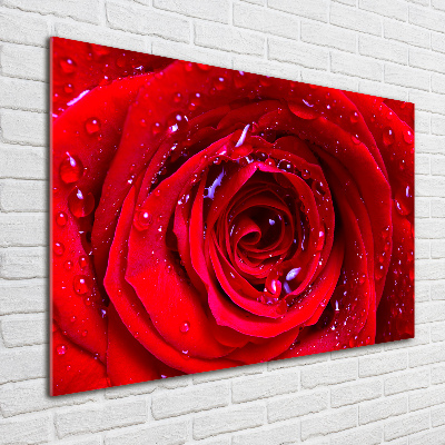 Acrylique tableau Fleur de rose