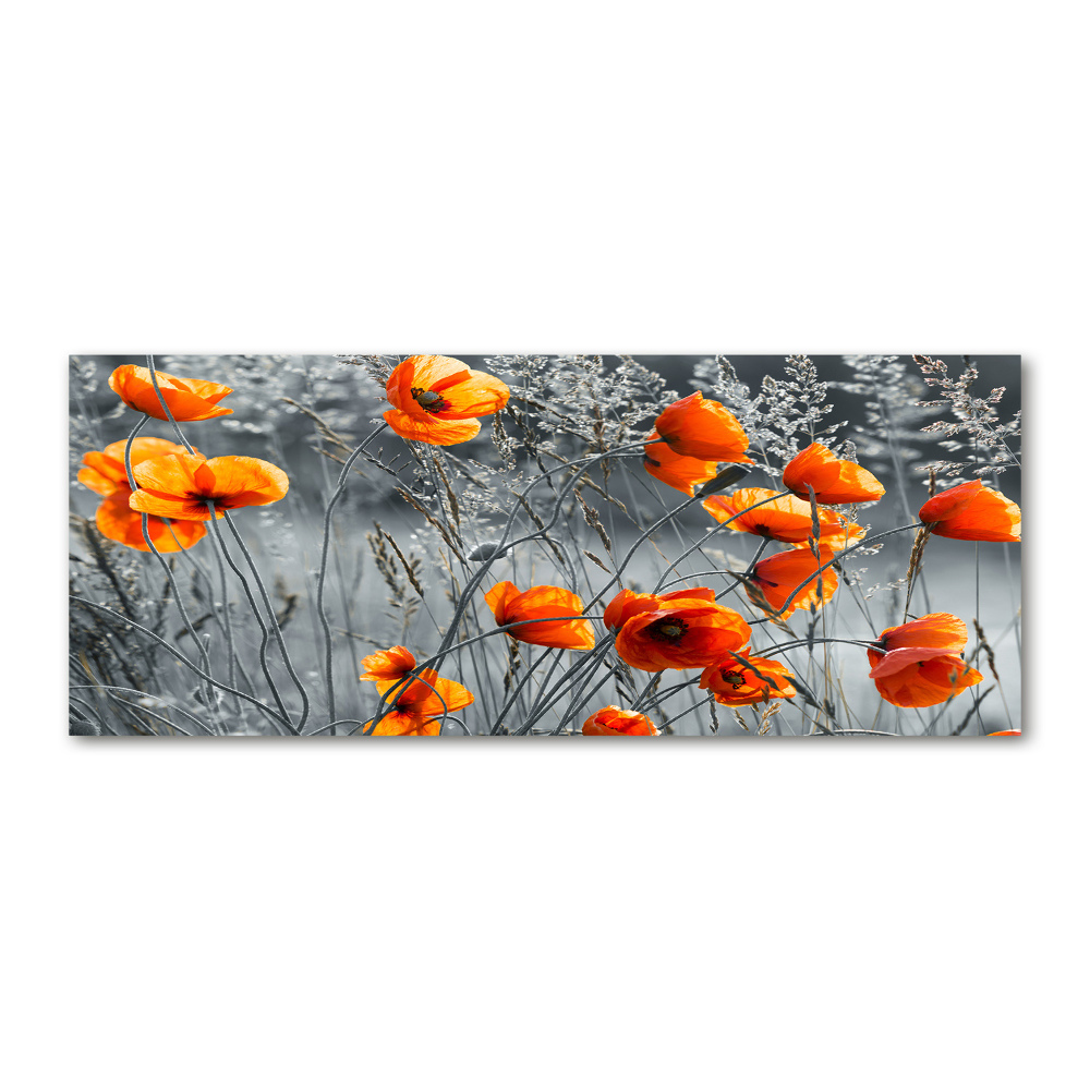 Tableau verre acrylique Coquelicots des champs