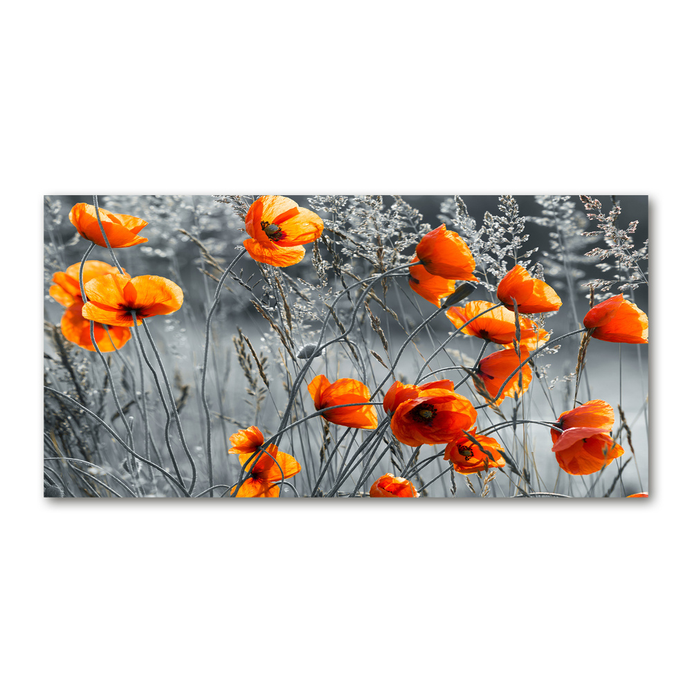 Tableau verre acrylique Coquelicots des champs