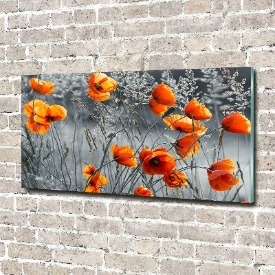 Tableau verre acrylique Coquelicots des champs