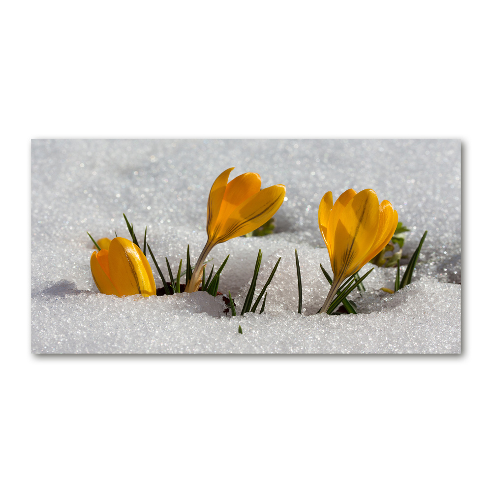 Tableau acrylique Crocus dans la neige