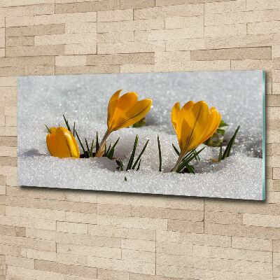 Tableau acrylique Crocus dans la neige