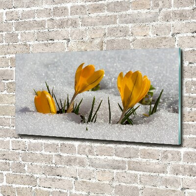 Tableau acrylique Crocus dans la neige