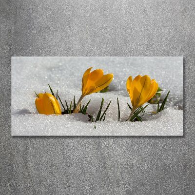 Tableau acrylique Crocus dans la neige