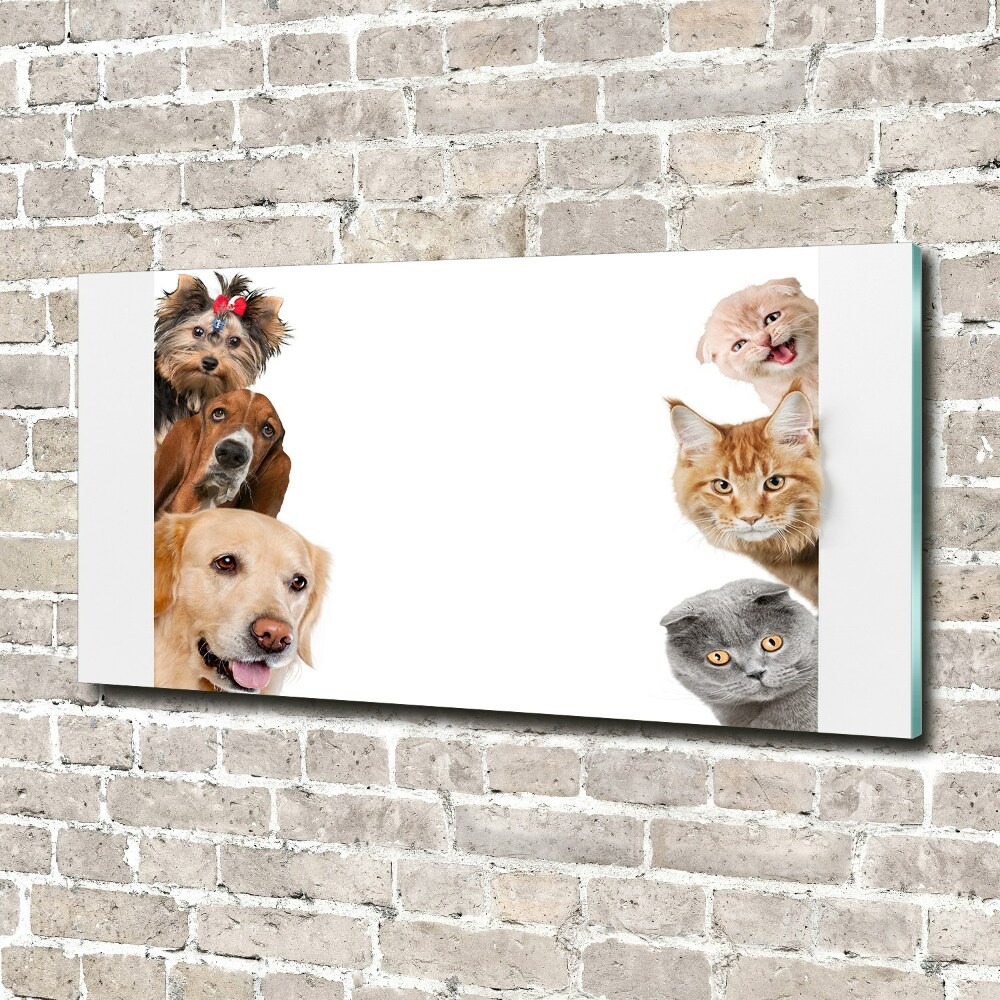 Tableau sur verre acrylique Chiens et chats