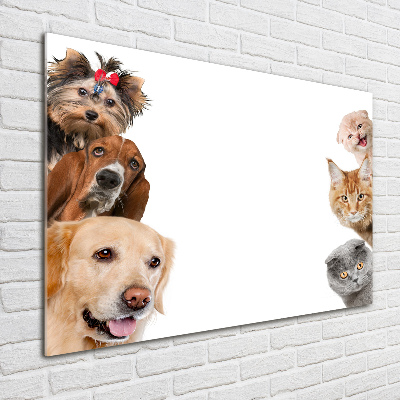 Tableau sur verre acrylique Chiens et chats