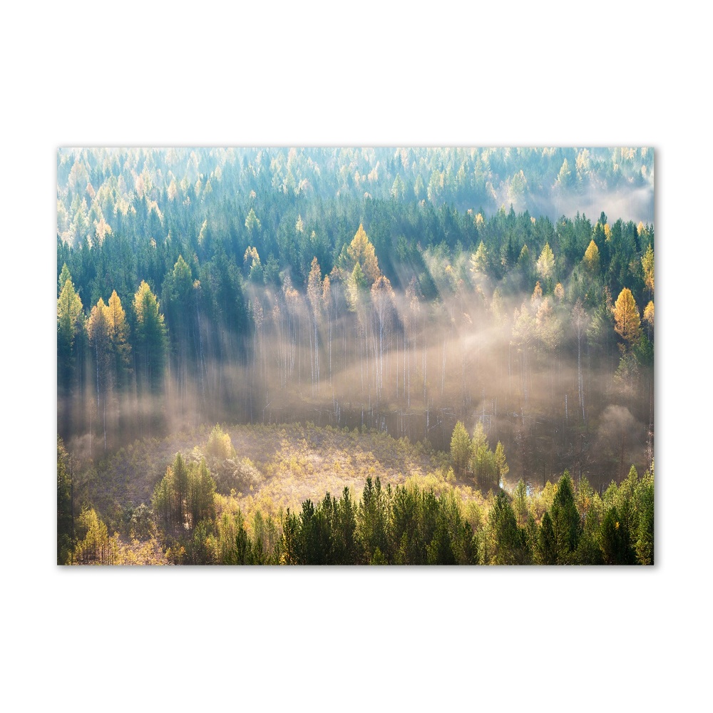 Tableau acrylique Le brouillard dans la forêt