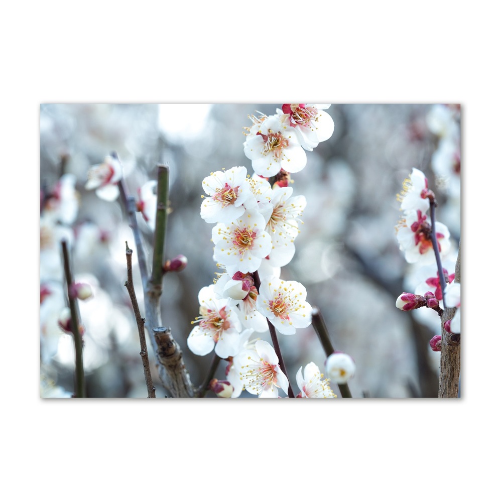 Tableau sur verre acrylique Fleurs de cerisier