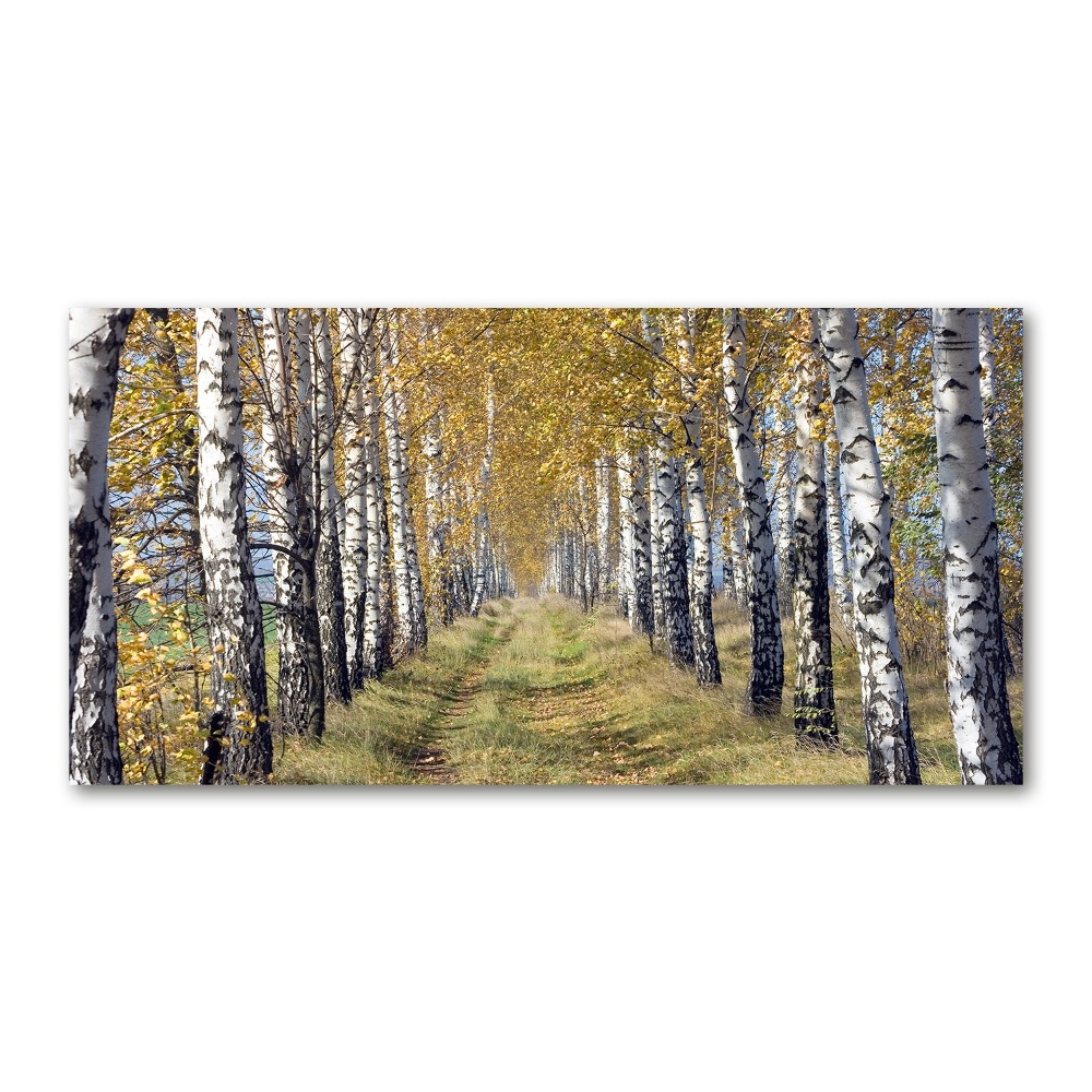 Tableau verre acrylique Bouleaux en automne