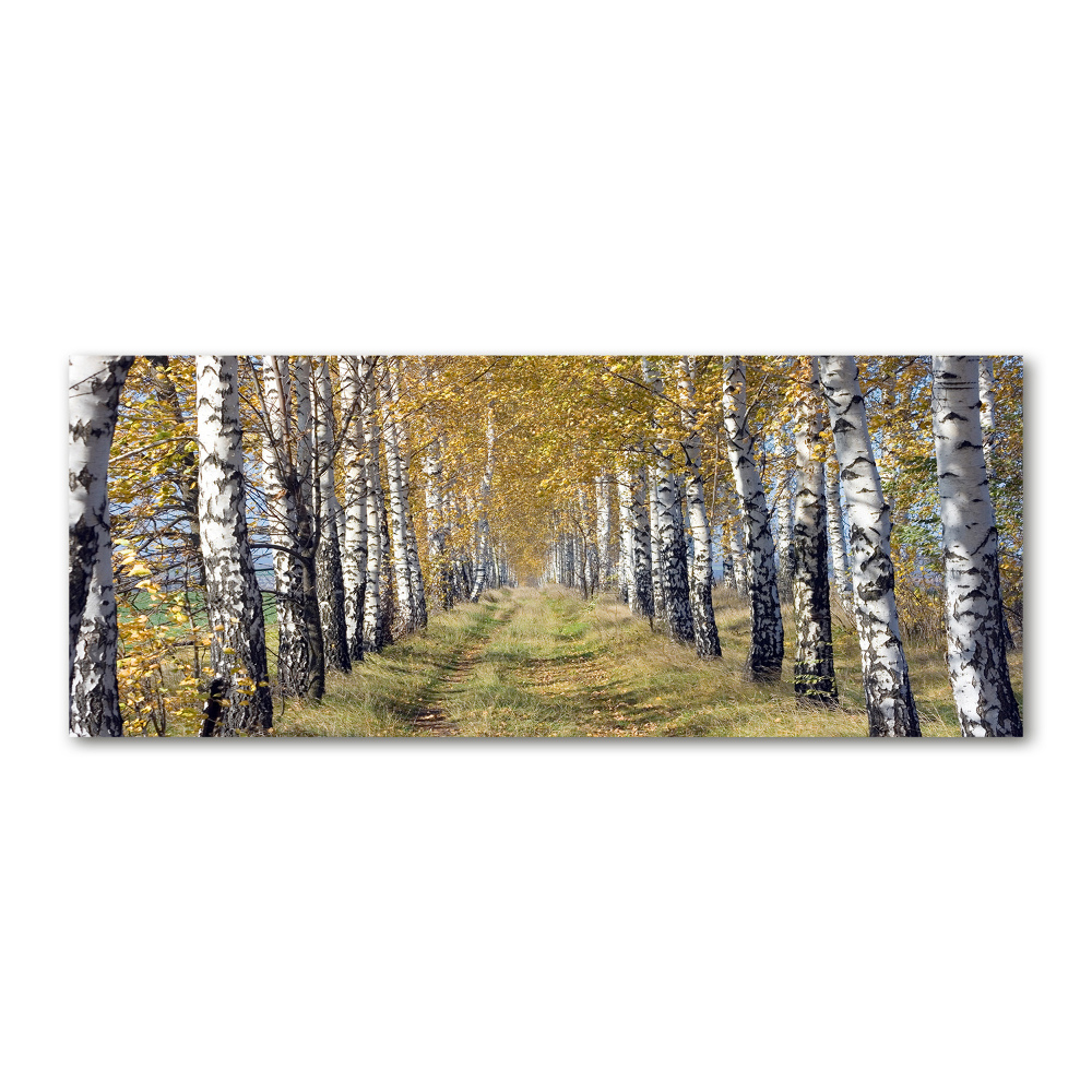 Tableau verre acrylique Bouleaux en automne