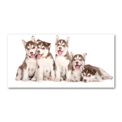 Tableau verre acrylique Chiots Husky