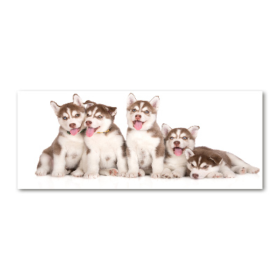 Tableau verre acrylique Chiots Husky