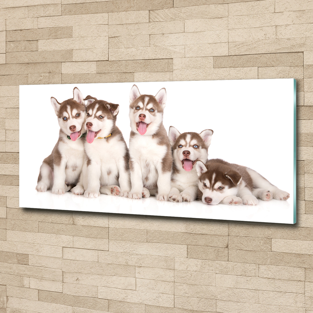 Tableau verre acrylique Chiots Husky