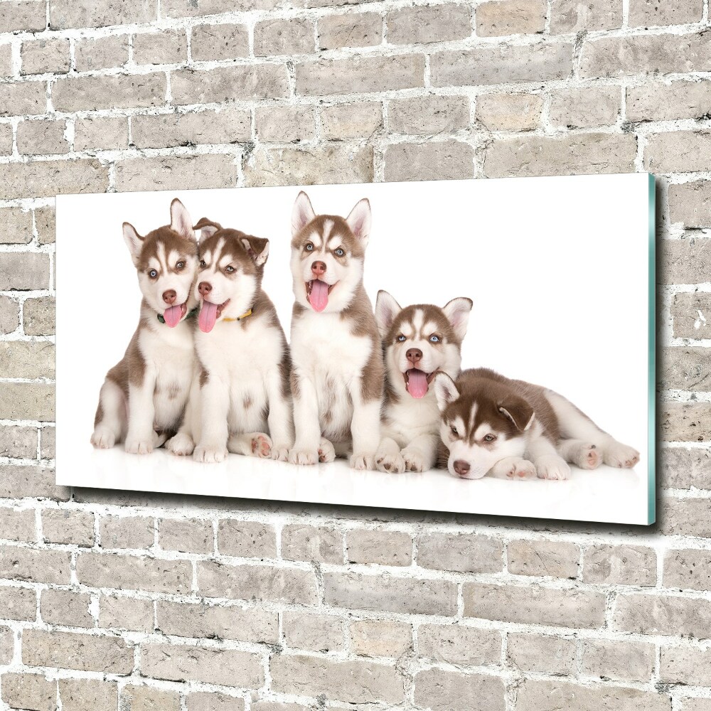 Tableau verre acrylique Chiots Husky