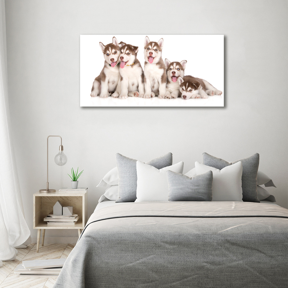 Tableau verre acrylique Chiots Husky