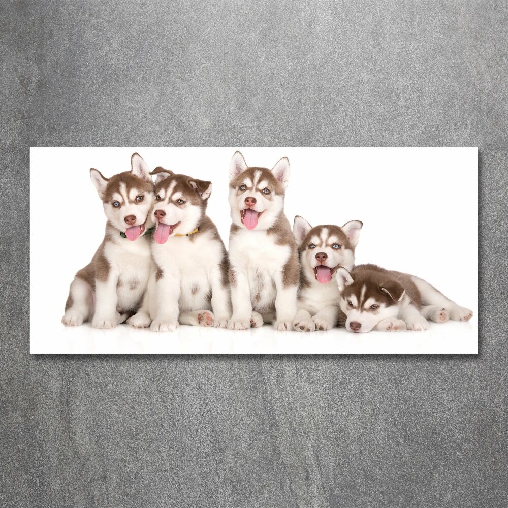 Tableau verre acrylique Chiots Husky