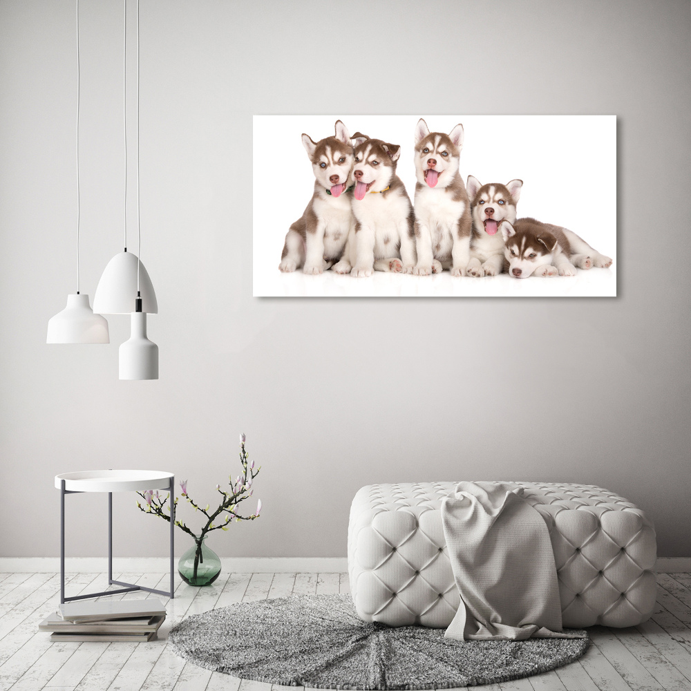 Tableau verre acrylique Chiots Husky