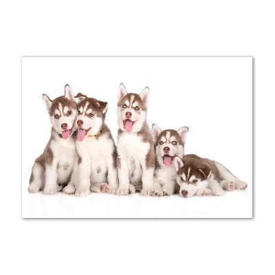 Tableau verre acrylique Chiots Husky