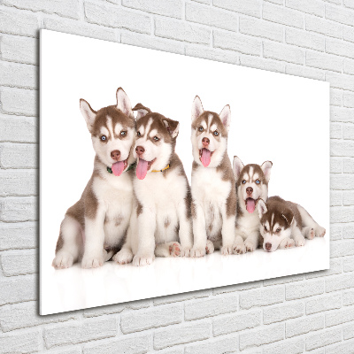 Tableau verre acrylique Chiots Husky