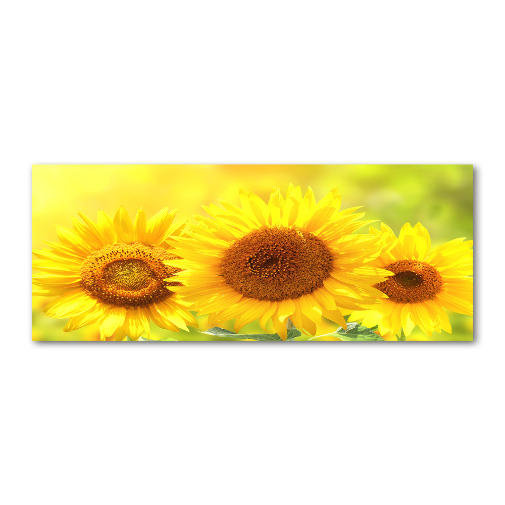 Acrylique tableau Plante de tournesol