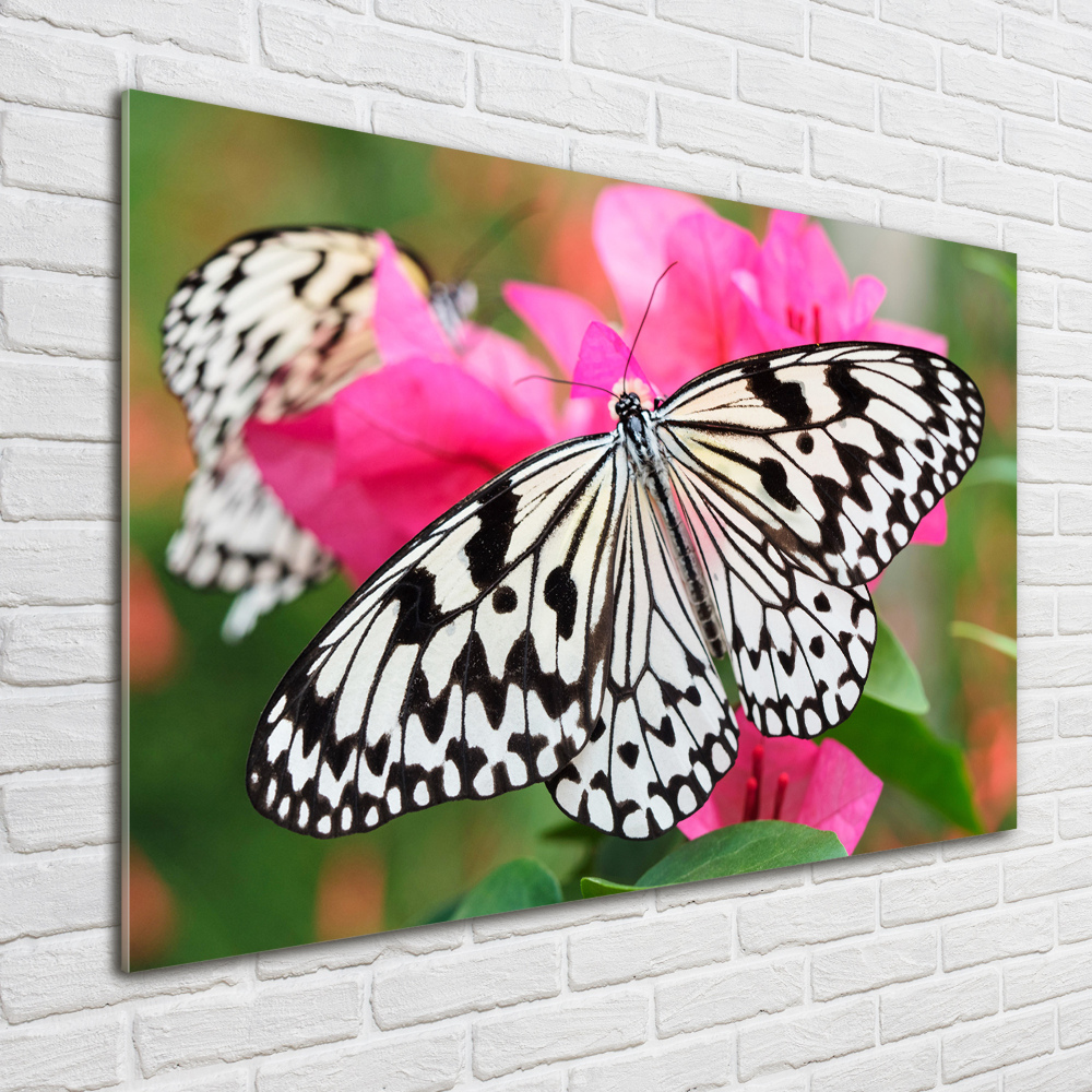 Tableau verre acrylique Papillon sur une fleur