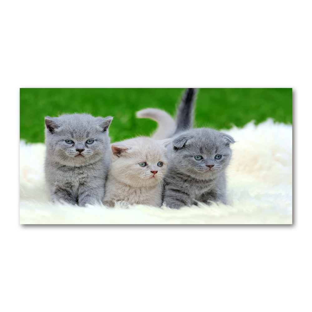 Tableau acrylique Trois chats sur une couverture