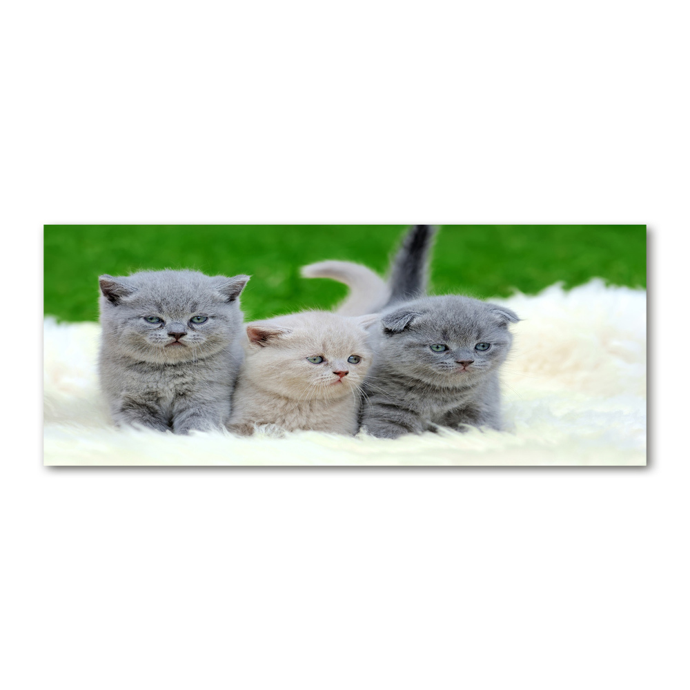 Tableau acrylique Trois chats sur une couverture