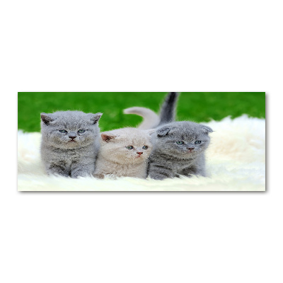 Tableau acrylique Trois chats sur une couverture