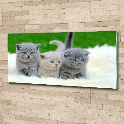 Tableau acrylique Trois chats sur une couverture