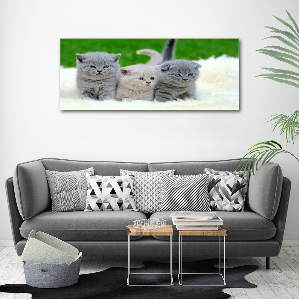 Tableau acrylique Trois chats sur une couverture