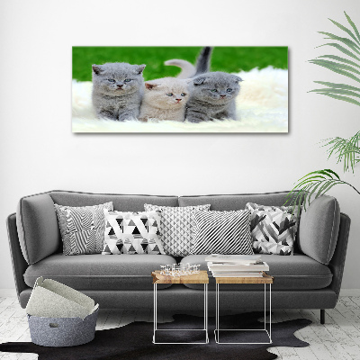 Tableau acrylique Trois chats sur une couverture