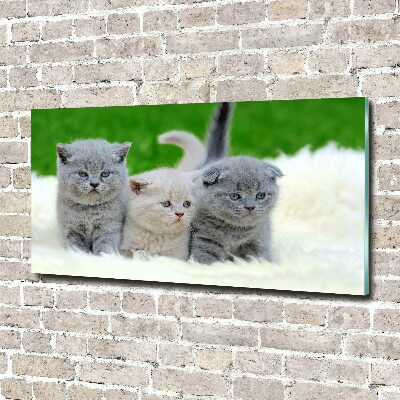 Tableau acrylique Trois chats sur une couverture