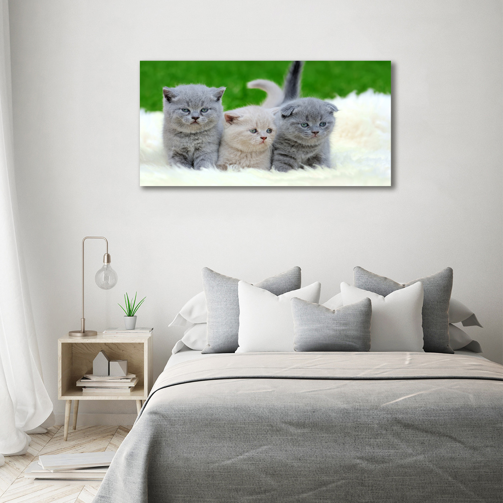 Tableau acrylique Trois chats sur une couverture