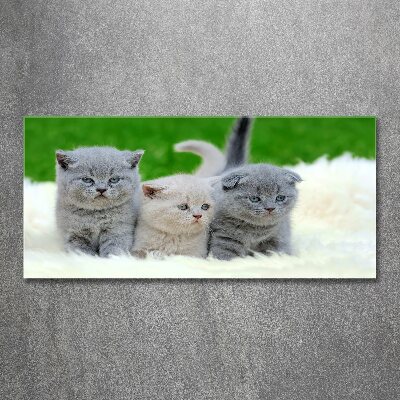 Tableau acrylique Trois chats sur une couverture