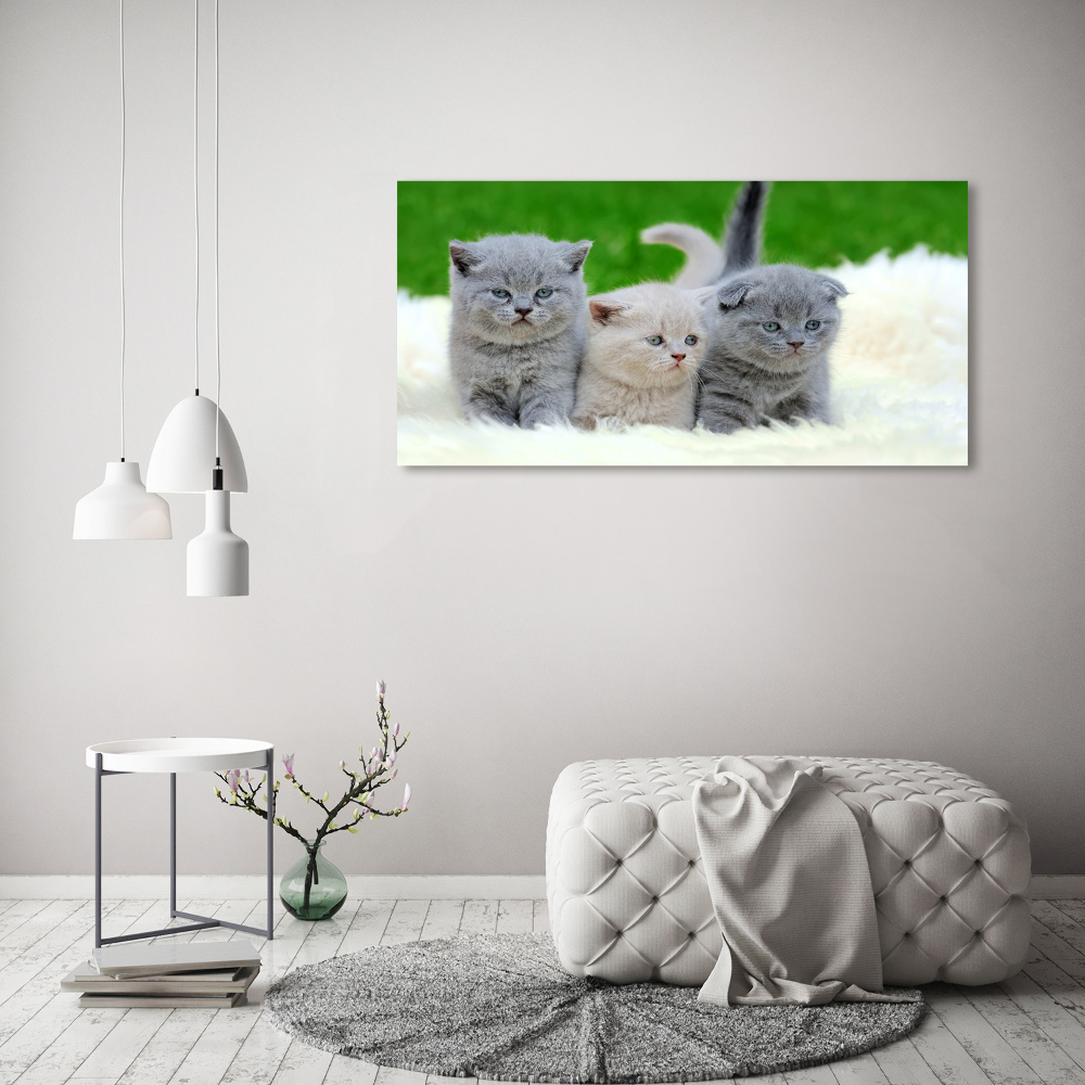 Tableau acrylique Trois chats sur une couverture