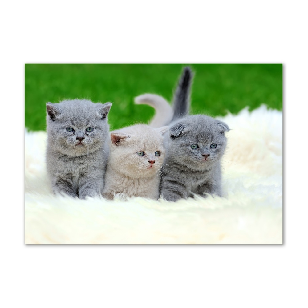 Tableau acrylique Trois chats sur une couverture