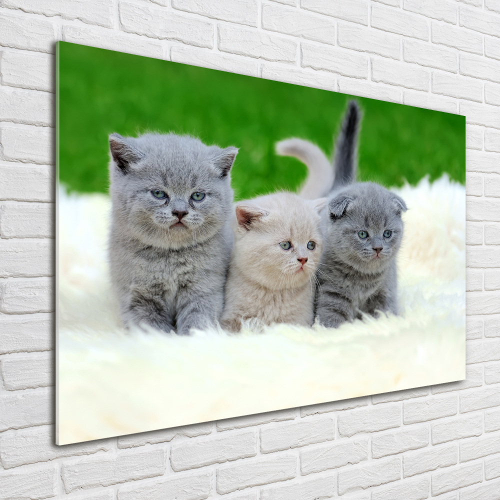 Tableau acrylique Trois chats sur une couverture