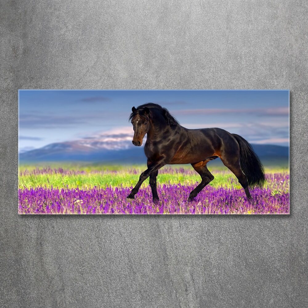 Tableau sur verre acrylique Cheval dans un champ de lavande