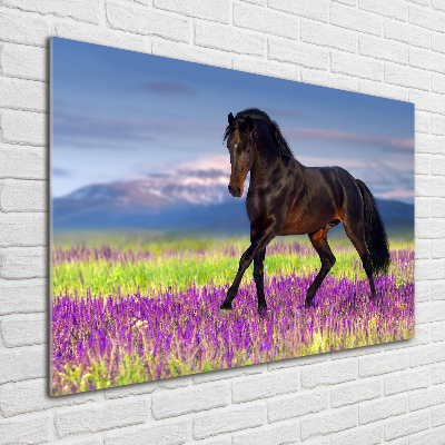 Tableau sur verre acrylique Cheval dans un champ de lavande