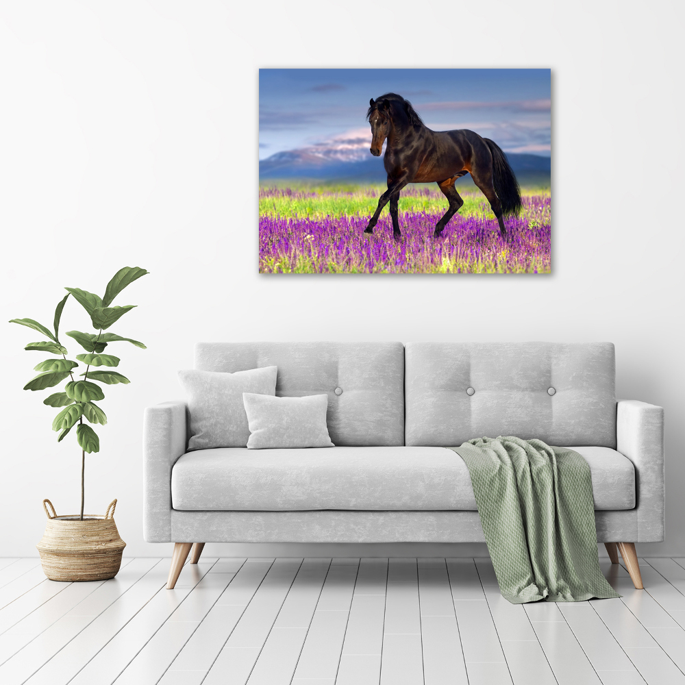 Tableau sur verre acrylique Cheval dans un champ de lavande