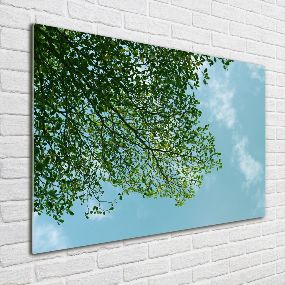 Tableau sur verre acrylique Feuilles dans le ciel