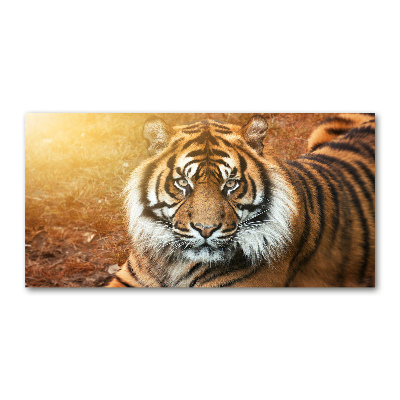 Tableau verre acrylique Tigre du Bengale