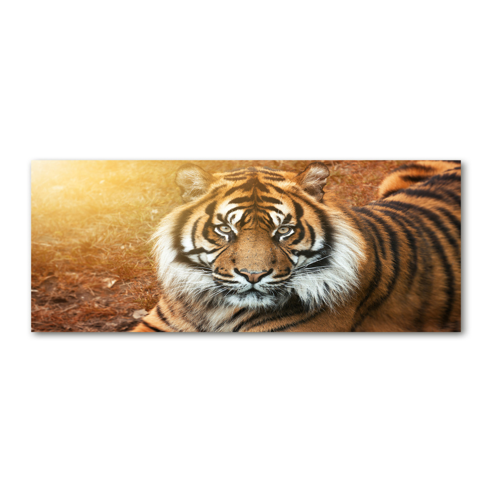 Tableau verre acrylique Tigre du Bengale